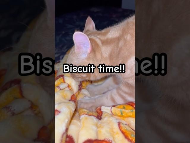 Fluffy Cat Rushes to Make Biscuits #cat