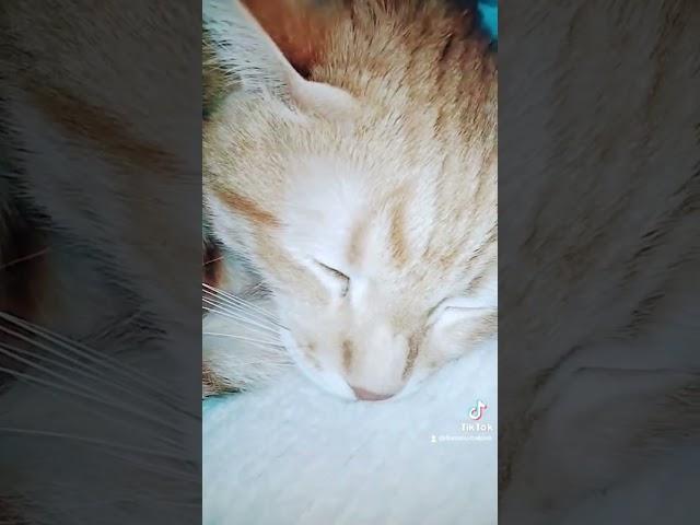 Кто тут сонная колбаска 