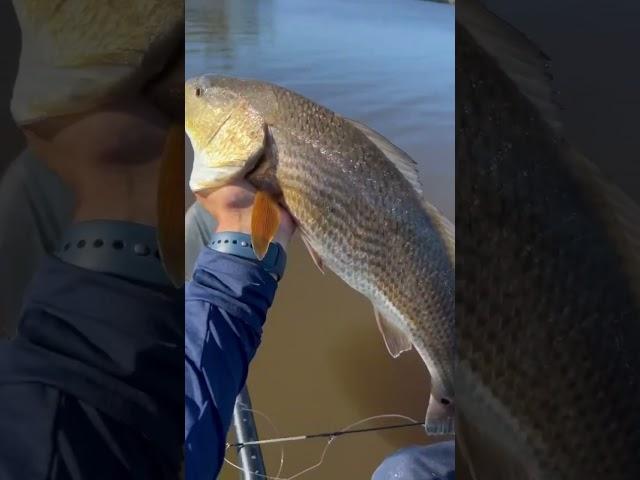 Big red fish #inspiration #wildflorida #resfidaofficial