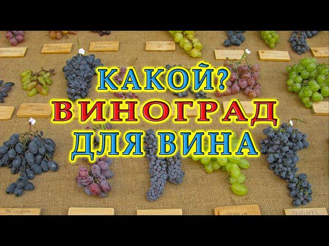 Какой виноград лучше для вина? | Ответы на вопросы подписчиков