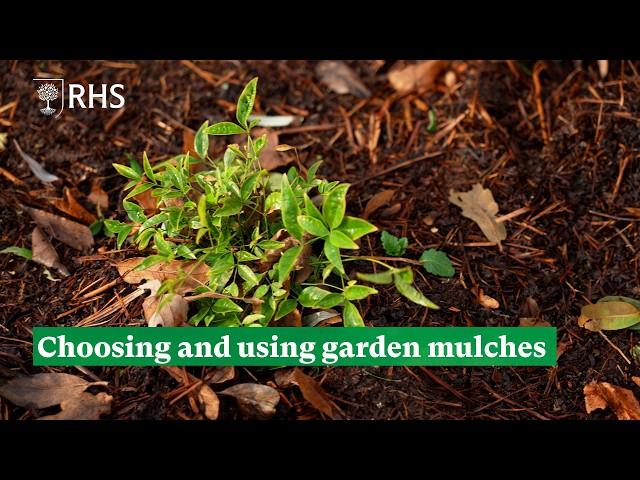 Choosing and using garden mulches | The RHS