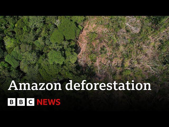 One fifth of the Amazon rainforest lost to deforestation | BBC News