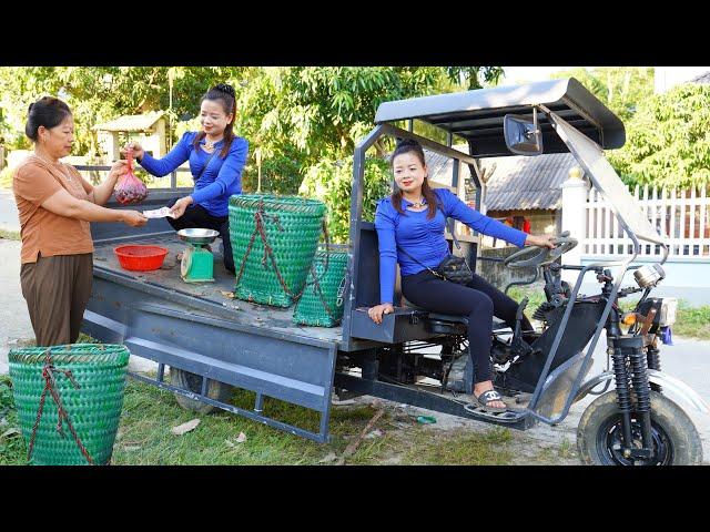 Harvesting A Lot Of Snails And Use 3-wheeled To Bring Them Back To The Country Market To Sell.