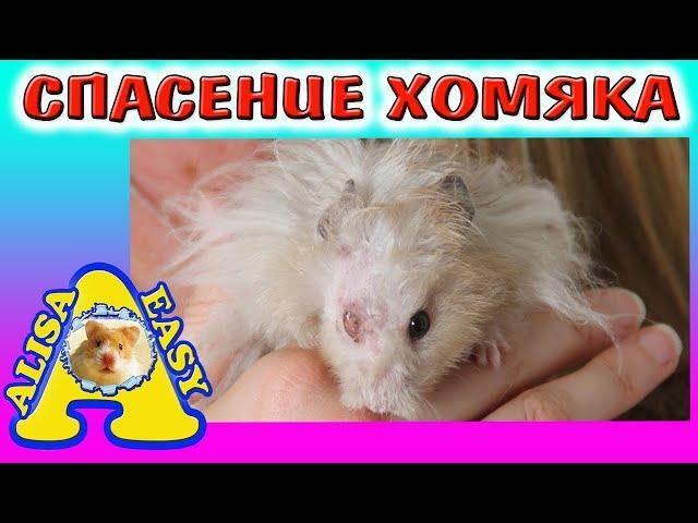 HAMSTER RESCUE / Animal Rescue