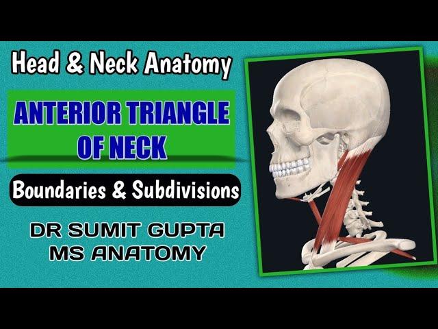 ANTERIOR TRIANGLE OF NECK : Anatomy