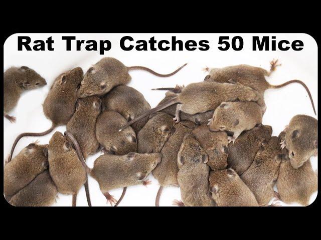 Catching 50 Mice, 2 Rats and A Chipmunk With An Incredible Italian Rodent Trap. Mousetrap Monday