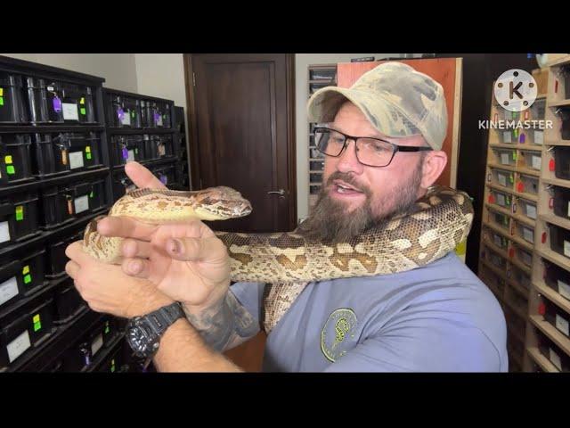 Dumerils boa! Incredible pet snake!WOW Just the right size! Impressive yet docile!