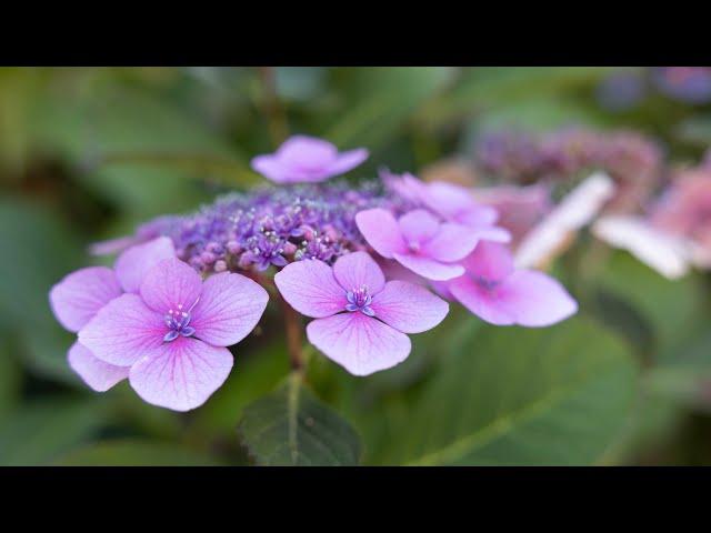 How to take hydrangea cuttings