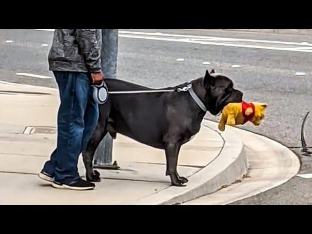 Wenn du einen Hund zum Schutz brauchst, aber einen Komiker bekommst