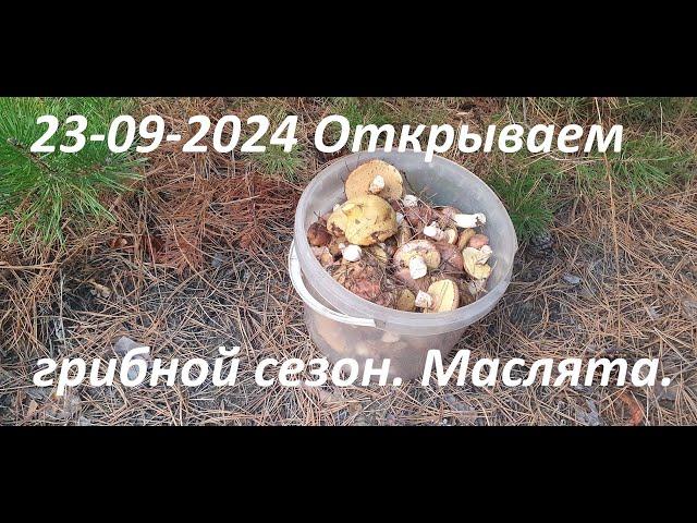 23 09 2024 Открываем грибной сезон.  Маслята.