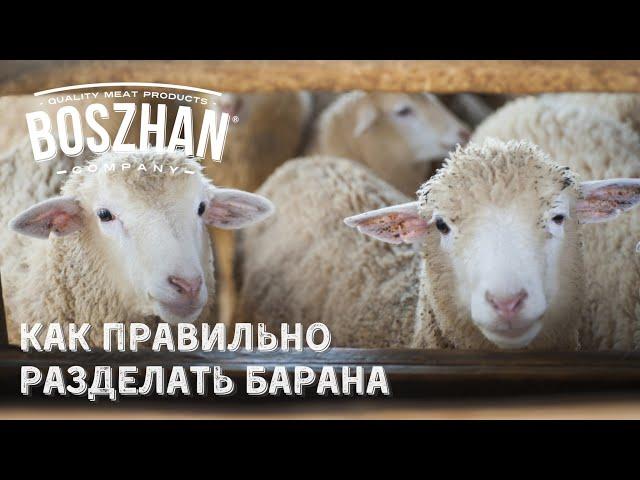 Как правильно разделывать тушу барана.