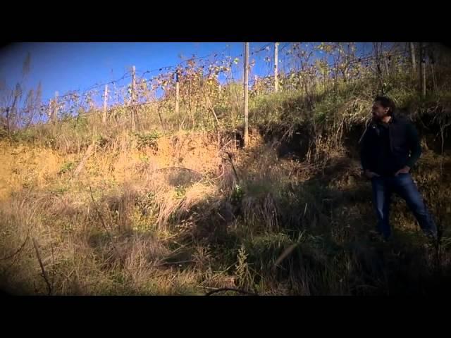 Marco Cecchini - Ricostruiamo il vigneto di Riesling