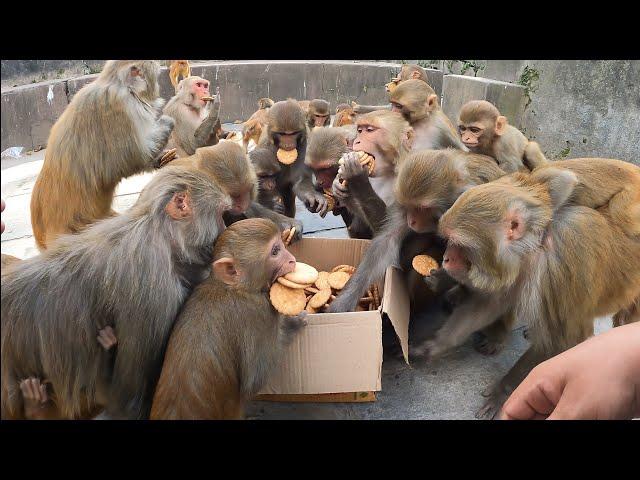 How polite and discipline monkey are sharing one box biscuits to eat