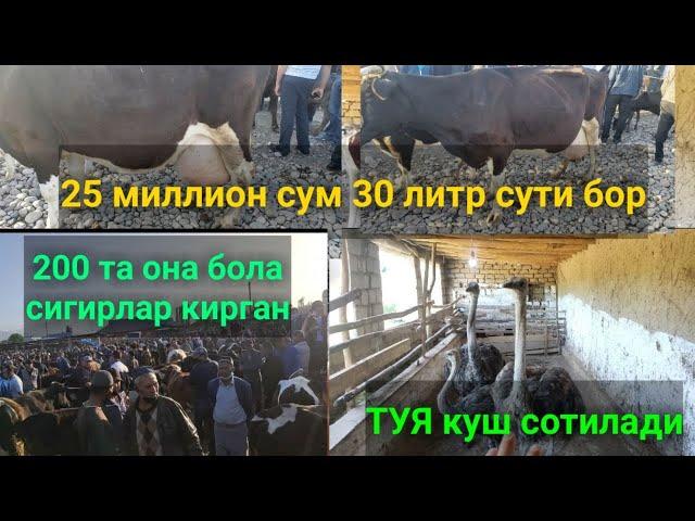 Сурхондарё Сариосиё мол бозори ТУЯ куш ва ОНА бола сигирлар нархлари.