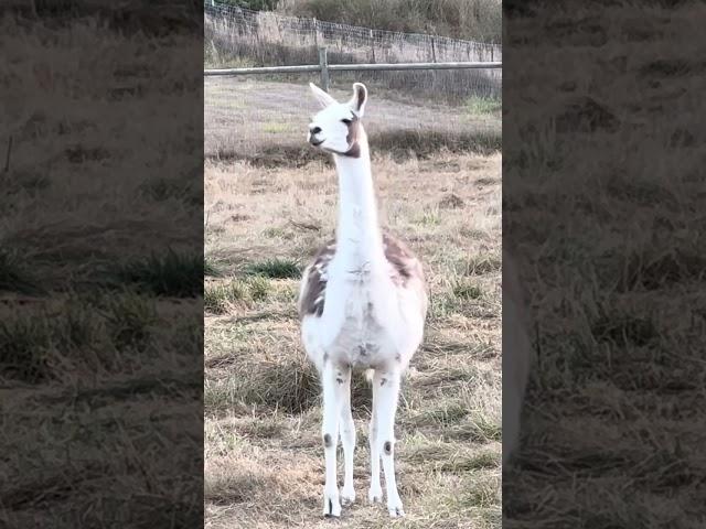 Llama Sounds Alarm Cry!