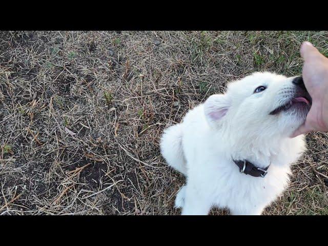 Training working dogs | Maremma puppies at 9 weeks