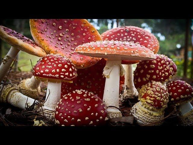 Introduction to Fungi