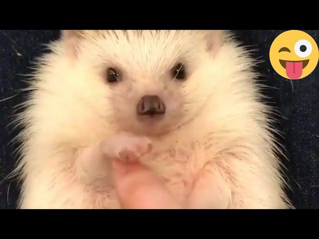 feisty hedgehog