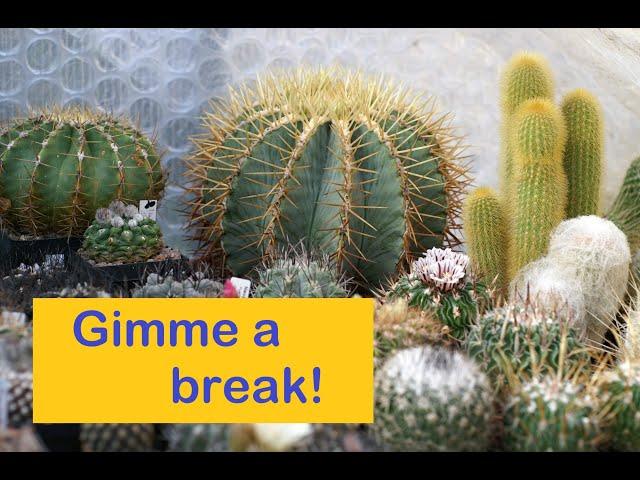 WINTER Cactus & Succulent Care: Top Tips #cactus #cactuscare #succulentcare #succulents #dormancy