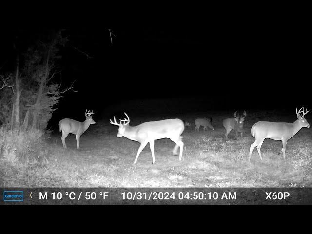 Deer Cam Captures BEST Rut You Ever HEARD! (2 months in 15 mins)