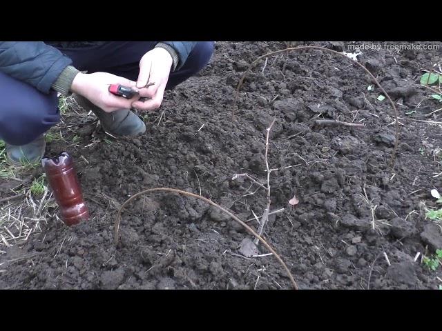 Обрезка винограда 1года- легко и быстро.