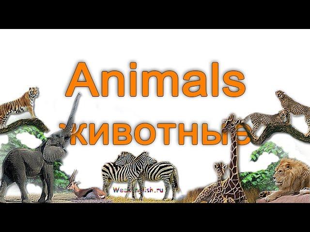 Животные на английском языке.  English Vocabulary - Animals