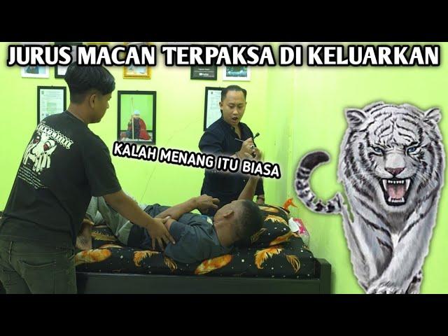 TERPAKSA JURUS MACAN KELUAR UNTUK MENGHADAPINYA