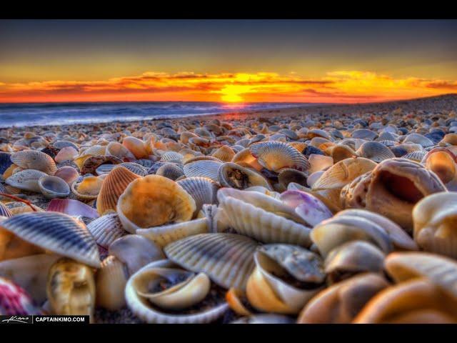 Seashell Sounds ASMR Seashell Gentle Scraping & Scratching Noises