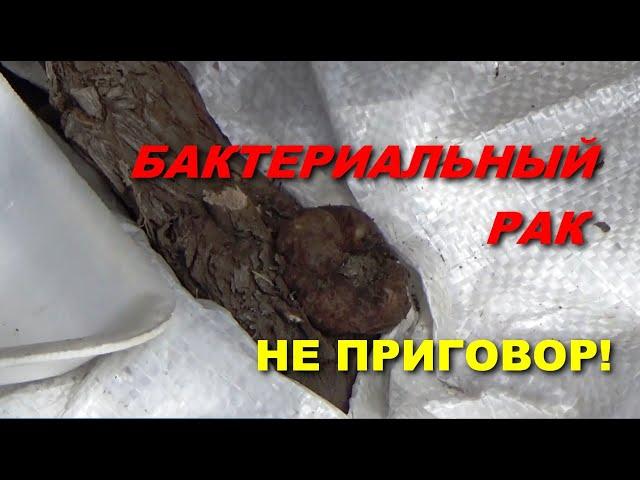 ПОБЕДИТЬ БАКТЕРИАЛЬНЫЙ РАК МОЖНО