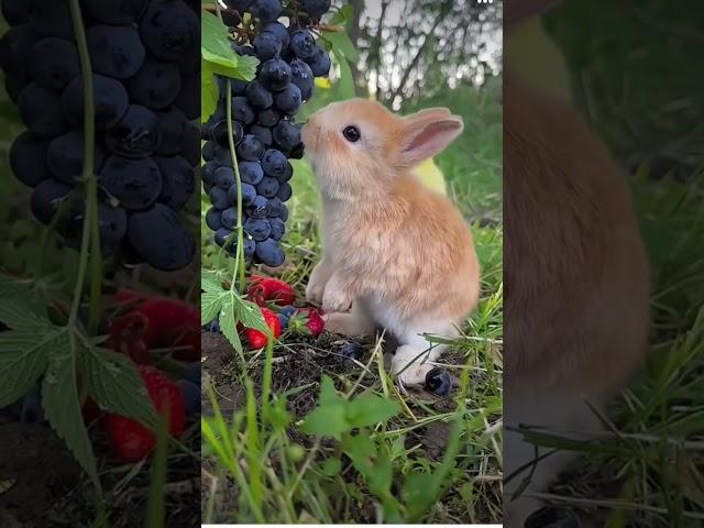 cute rabbit video viral new trending music #lyrics #song #music #unstoppable #ertugrulghazi #petsvil