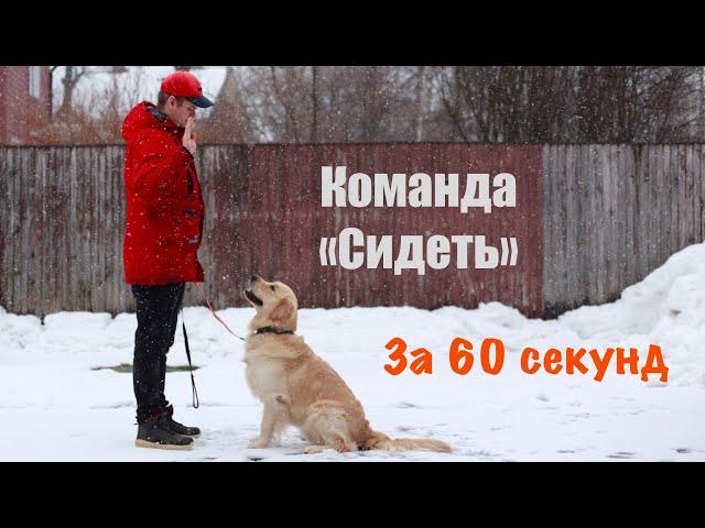 КОМАНДА "СИДЕТЬ" ЗА 1 МИНУТУ | ЗОЛОТИСТЫЙ РЕТРИВЕР | ДРЕССИРОВКА СОБАК