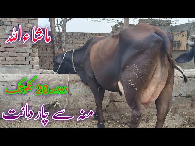 Sahiwal frezin cros cow for sale in punjab pakistan on youtube 13 November 2024