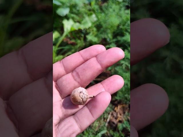 Harvest Mushrooms Fresh Beautiful.#shorts #shortvideo #satisfying #short #garden #nature #gardening