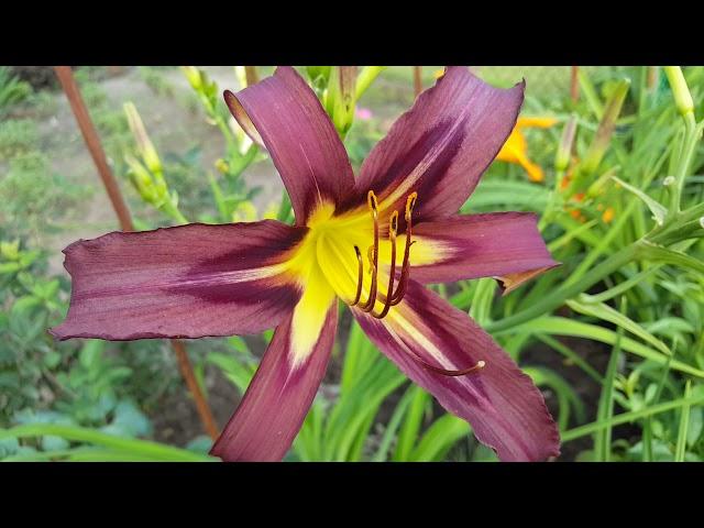 Лилейник Блэк Эрроухед . Hemerocallis Black Arrowhead . Спайдер .