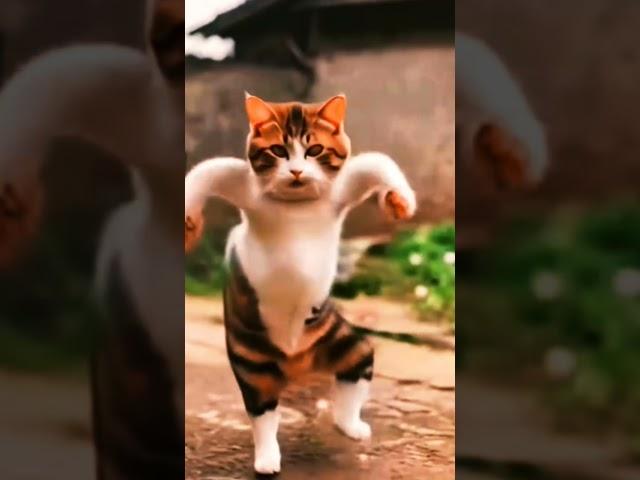 Cat vast dance 