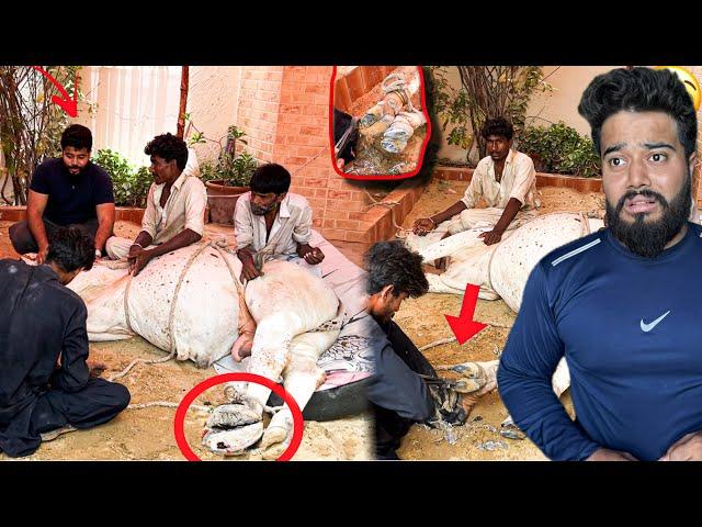 MY COW FOOT KHUR CUTTING  | COW HOOF GONE WRONG | SYED FAHAD