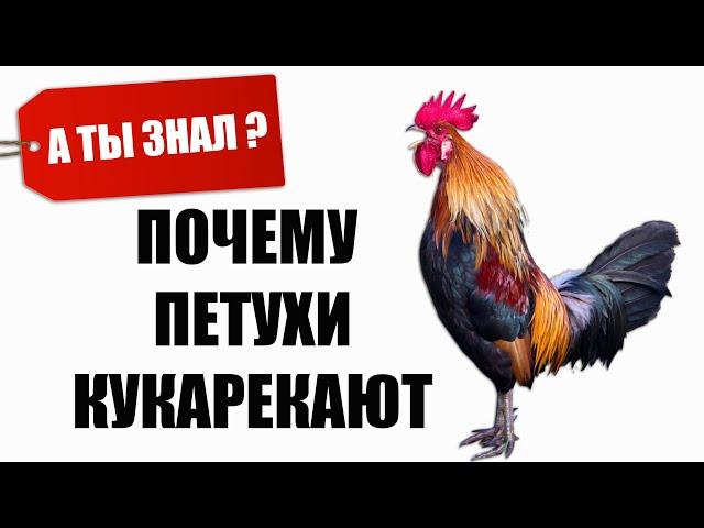 Почему Петухи кукарекают Каждое утро