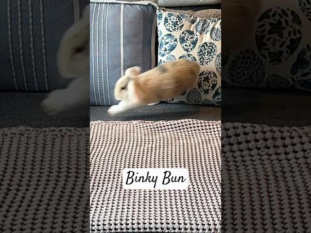 This is what our bunny does everyday  #bunny #babybunny #binky #binkyrabbit