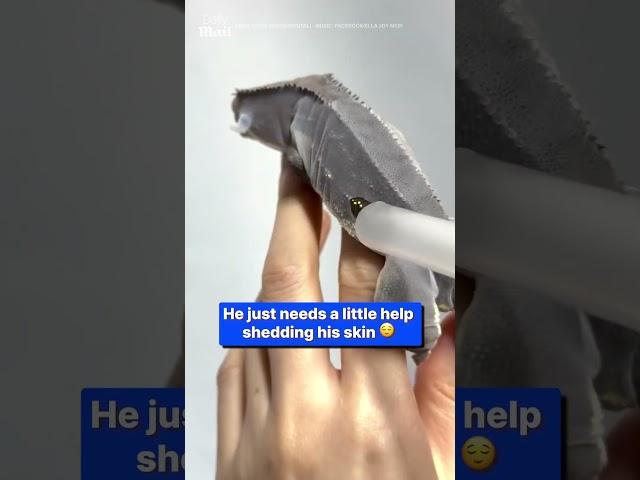 Lizard has incredibly cool skin