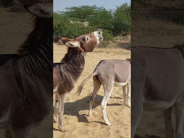 #donkey #animals #nature #youtubeshorts #pets