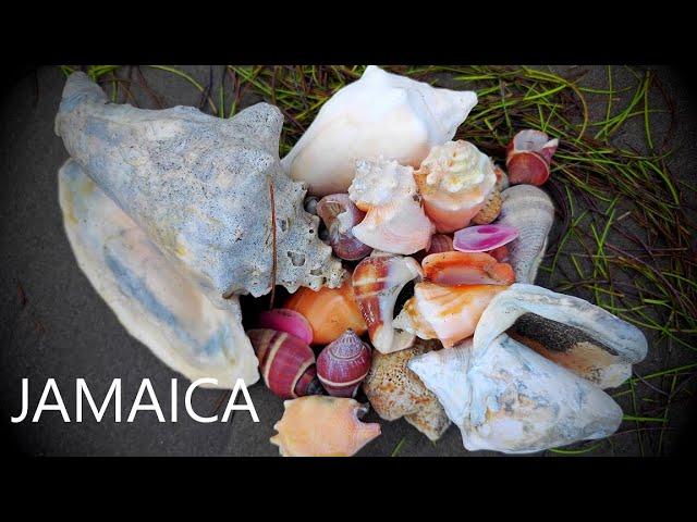 CARIBBEAN SHELL HAUL: Return to Jamaica - shelling a remote beach for beautiful Conchs! 