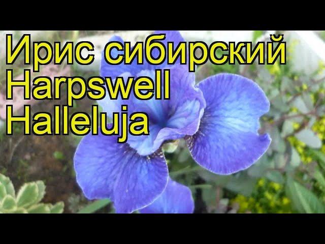 Ирис сибирский Харпсвелл Халлелуйа. Краткий обзор, описание iris sibirica Harpswell Halleluja