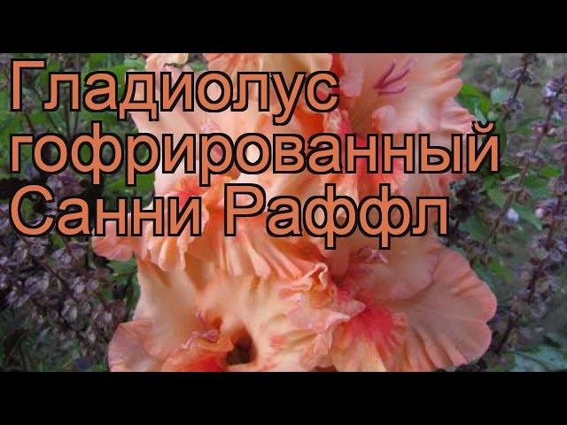 Гладиолус гофрированный Санни Раффл (gladiolus)  обзор: как сажать, рассада гладиолуса Санни Раффл