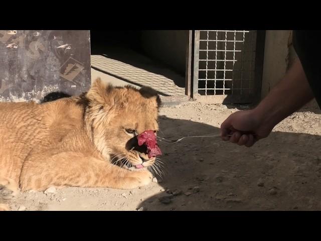 The first gifts of Simbochka, Azizochka and Klavochka! Bakhchisarai Zoo. Crimea.