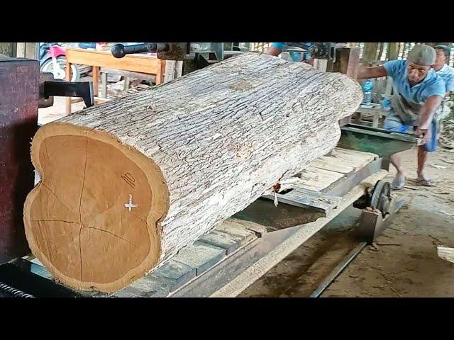 giant old teak wood full of beautiful grain is sawn into planks and beams at the sawmill