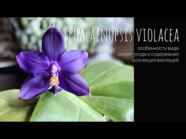 Всё о Phal. Violacea, где и как растет. Особенности и секреты ухода за видовой орхидеей виолацеей.