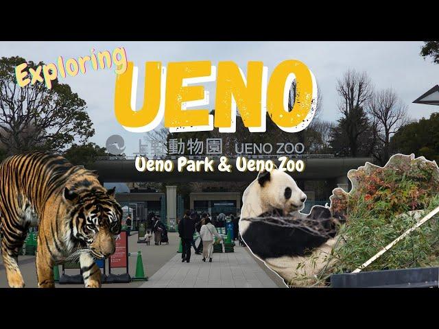 2024 Tokyo Japan Vlog - Ueno (Ueno Park & Ueno Zoo)