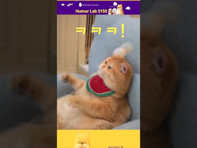 #shorts 고양이 탁구치다. #humor #유머 #funny #funnyvideo #cat