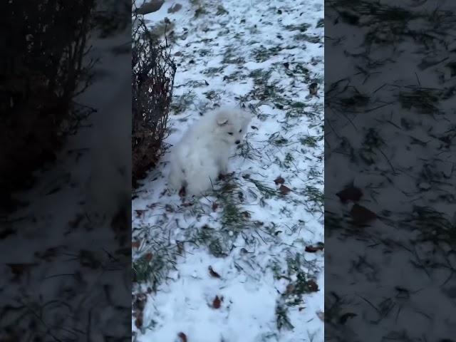 The fluffies puppy cloud ever 