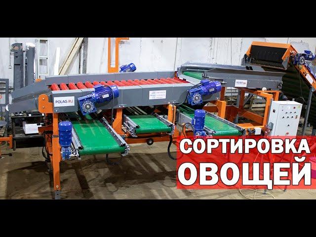 Сортировка и калибровка овощей (видео)